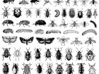 Insektensammlung (Ausmalbild von Schmetterlinge und Insekten)