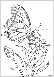 Hübscher Schmetterling auf Blumen (Ausmalbild von Schmetterlinge und Insekten)