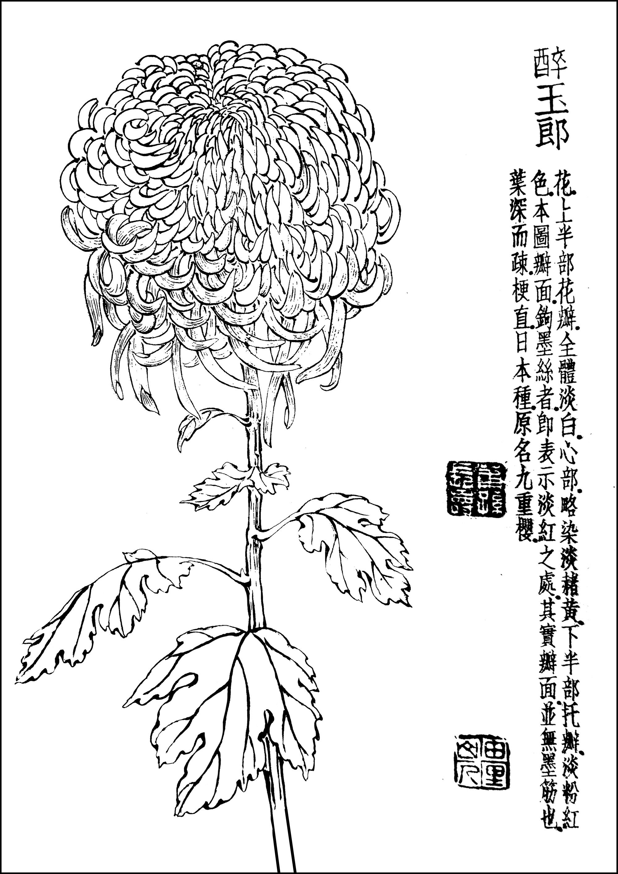 Chrysanthemenblüte (japanischer Druck) (Ausmalbild von Japan zum Ausdrucken und Ausmalen für Erwachsene)