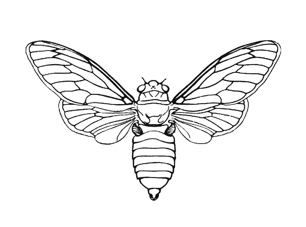 Insekten - 3