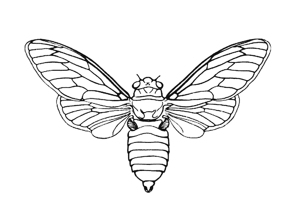 Insekten - 89830 (Ausmalbild zum Ausdrucken und Ausmalen für Erwachsene)