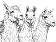 Ausmalbilder von Lamas zum Ausmalen