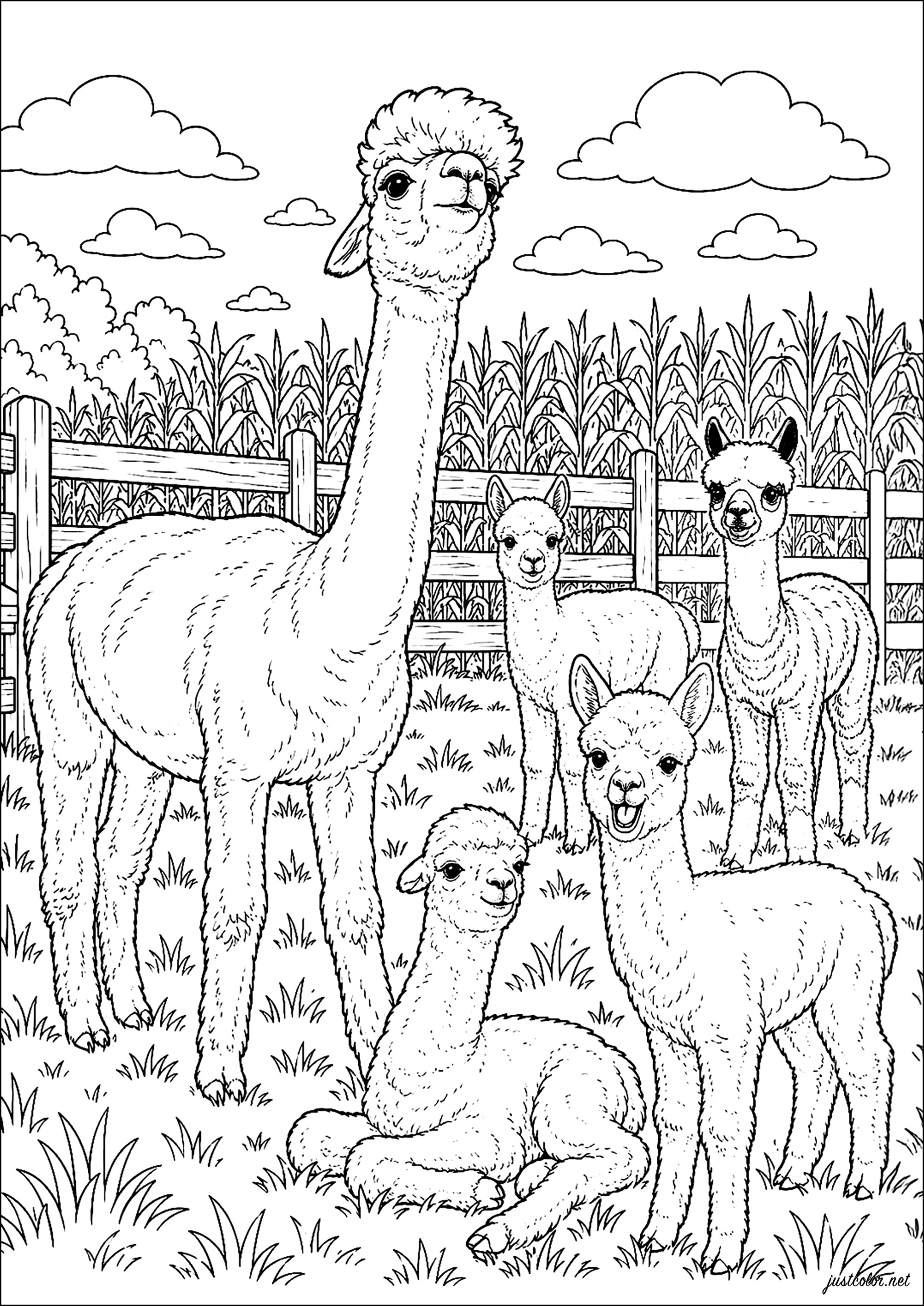 Neugierige Alpakas auf einer Wiese (Ausmalbild von Lamas zum Ausdrucken und Ausmalen für Erwachsene)