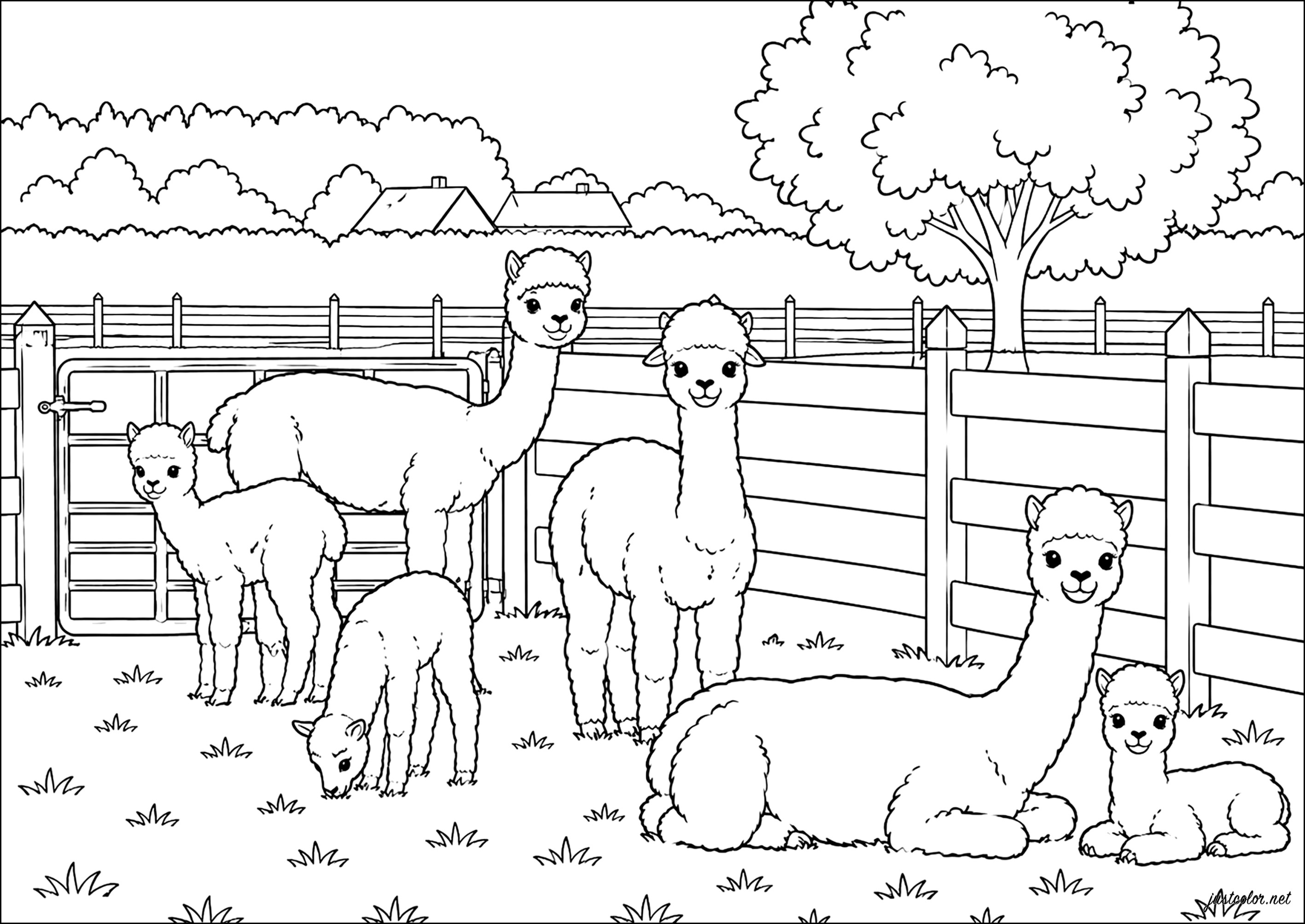 Alpakas auf einer Wiese (Ausmalbild von Lamas zum Ausdrucken und Ausmalen für Erwachsene)
