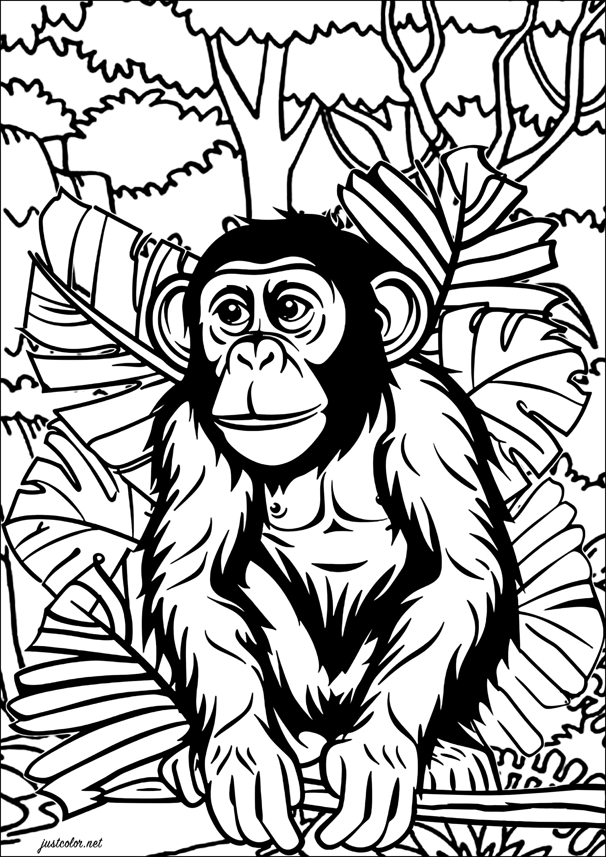 Schimpanse im Dschungel. Eine sehr realistische Zeichnung eines Schimpansen zum Ausmalen, mit großen Blättern und riesigen Bäumen im Hintergrund.