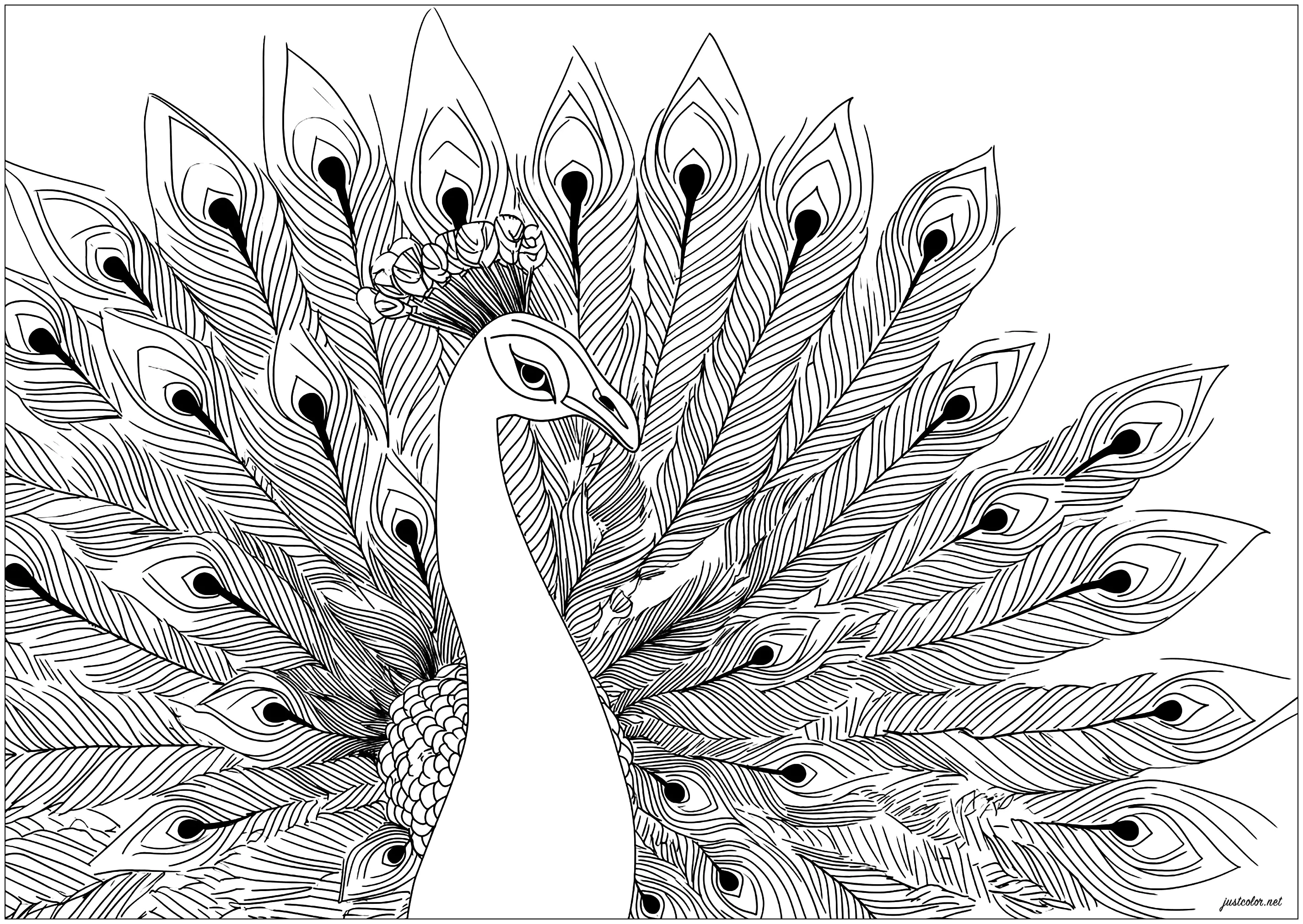 Schöner Pfau mit ausgebreiteten Flügeln (Ausmalbild von Pfauen zum Ausdrucken und Ausmalen für Erwachsene)