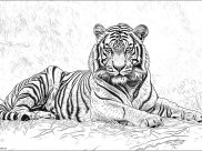 Ausmalbilder von Tigers zum Ausdrucken und Ausmalen für Erwachsene