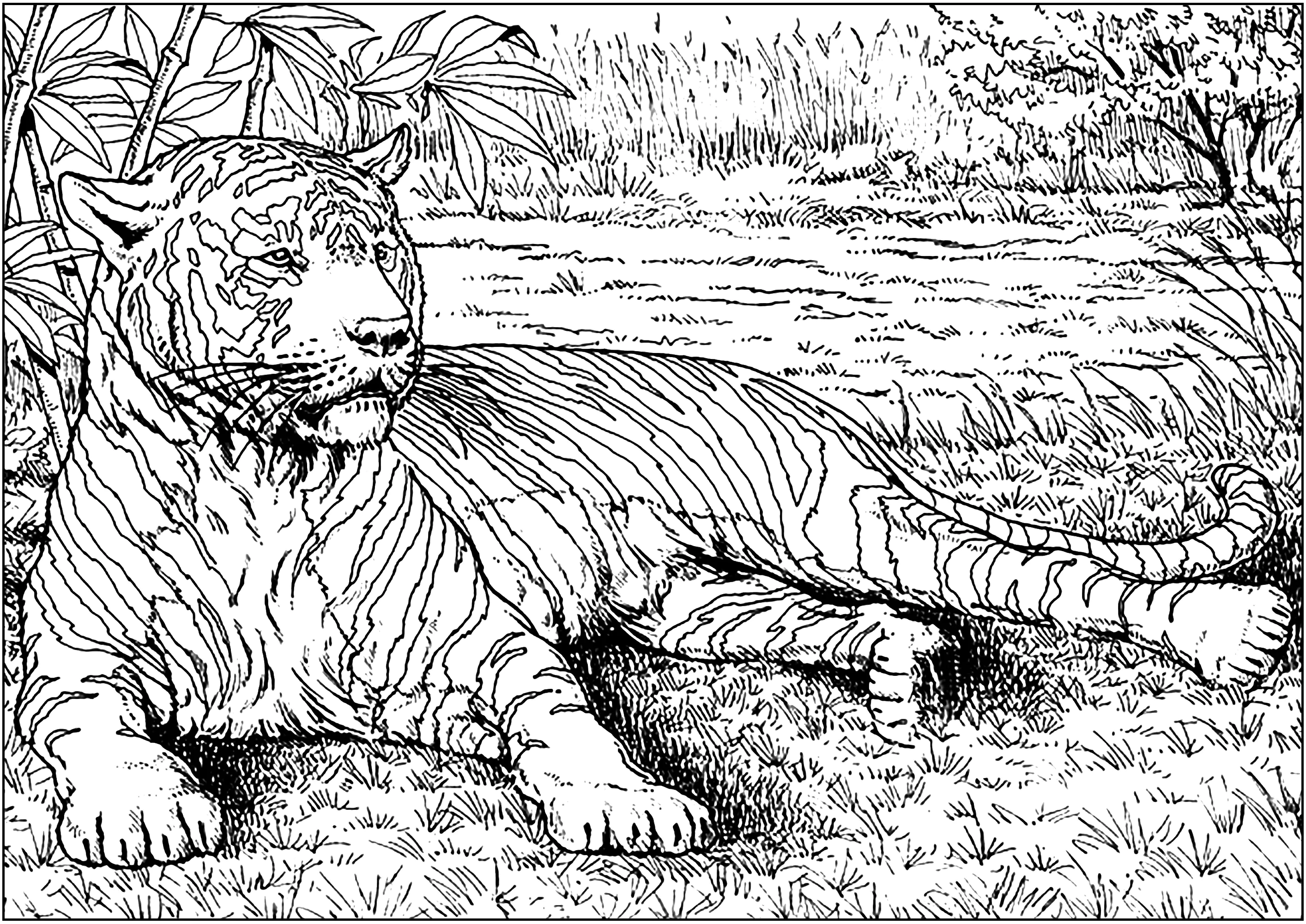 Tiger-13580 (Ausmalbild zum Ausdrucken und Ausmalen für Erwachsene)
