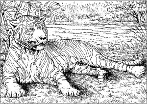 Tiger 13580
