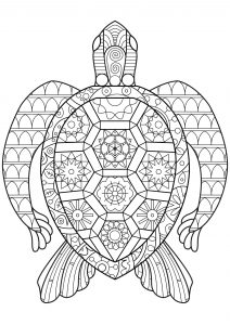 Zen Schildkröte