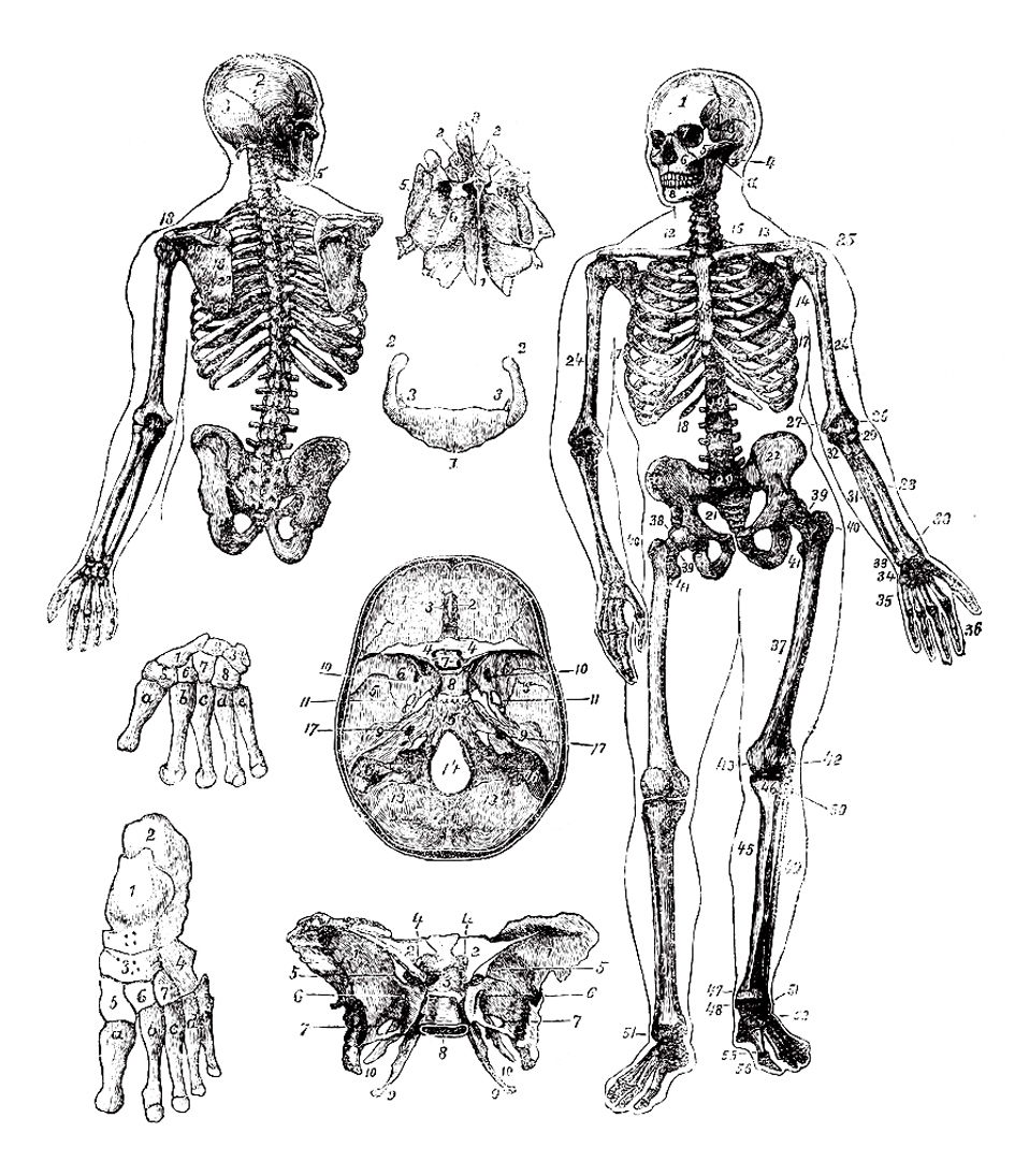 Menschliches Skelett, Vintage-Gravur. Alte gestochene Illustration des menschlichen Skeletts von vorne und hinten mit seinen funktionierenden Teilen und deren Namen.