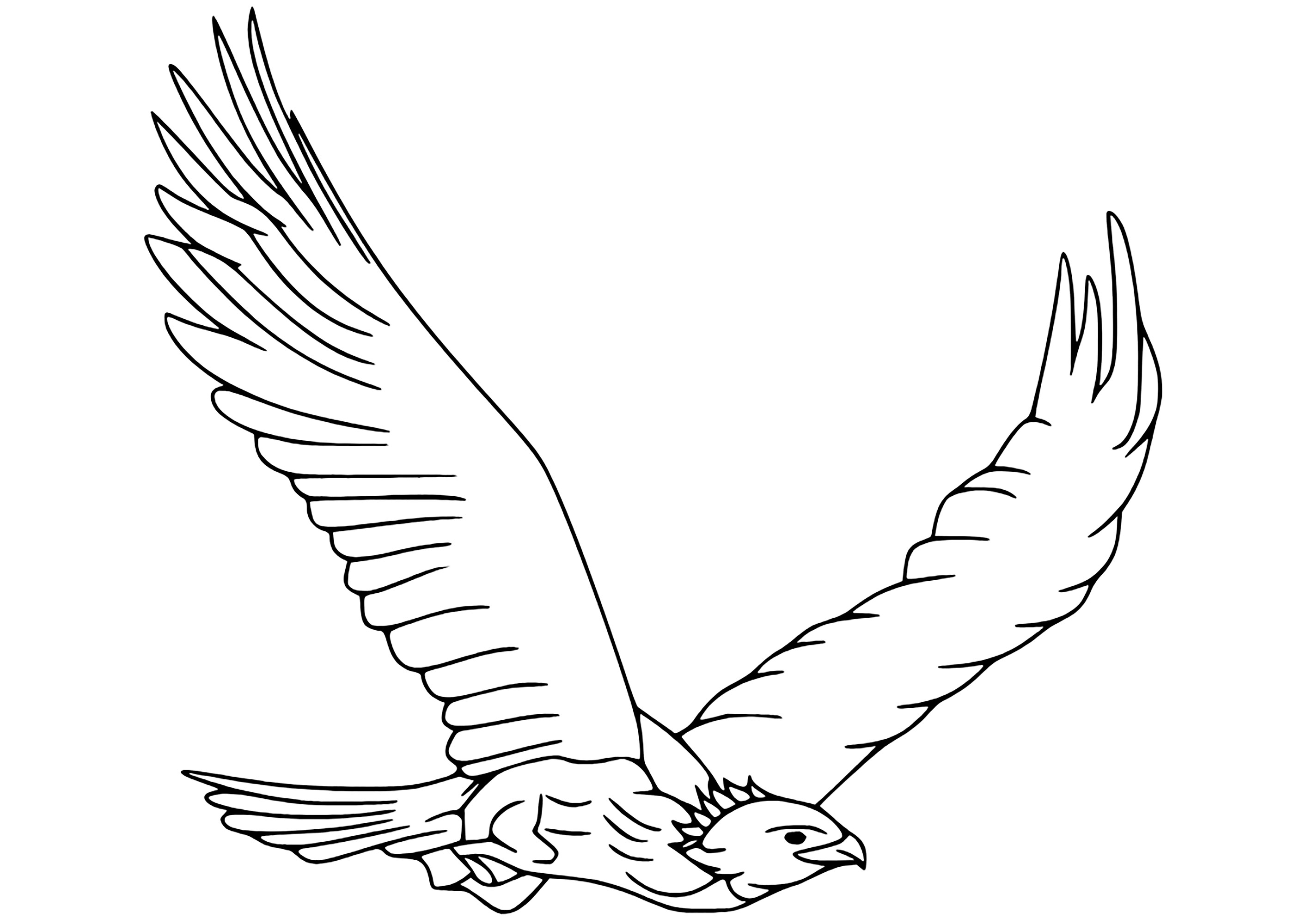 Simple coloriage d'un aigle. Très réaliste, et facile à colorier