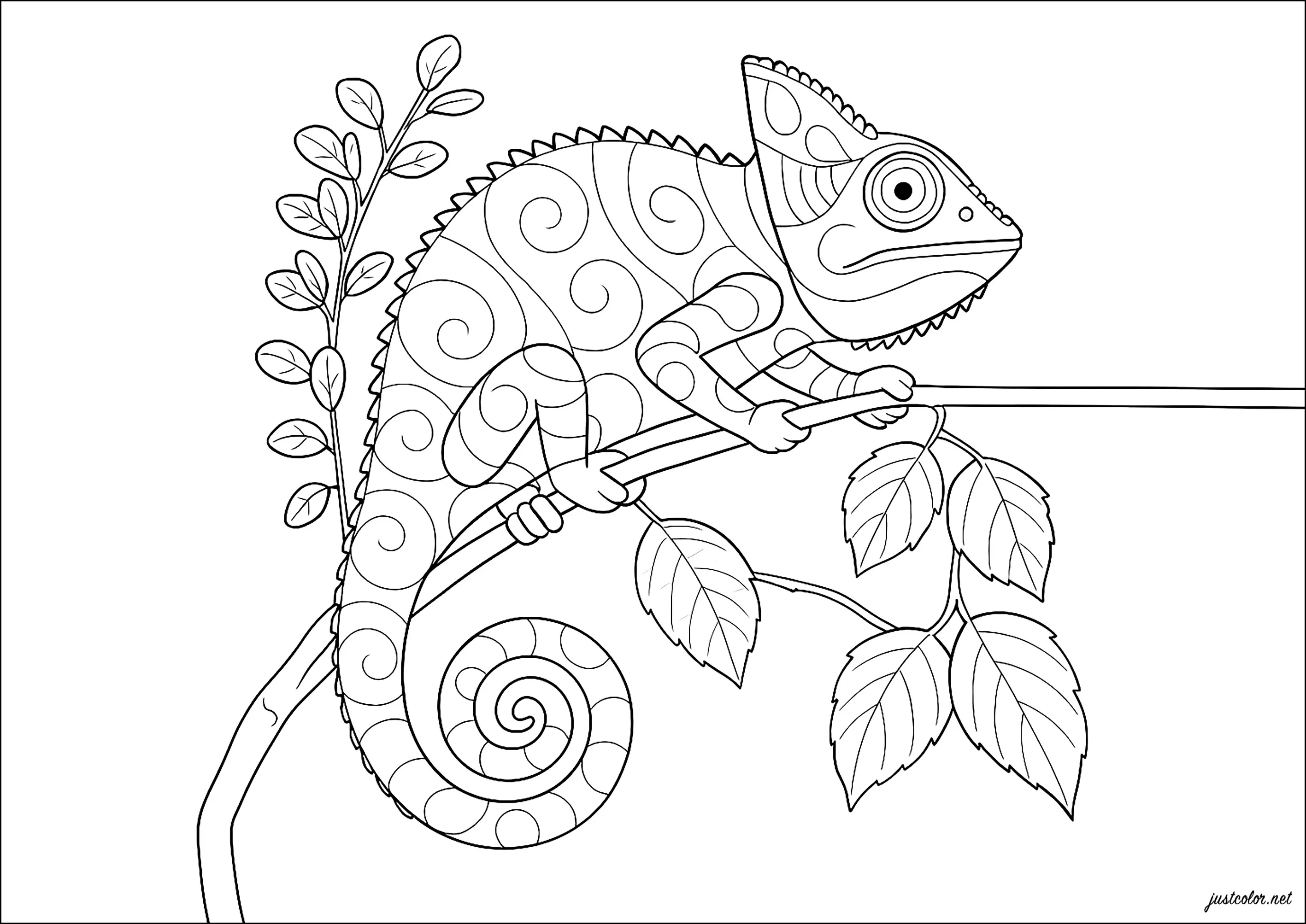 Charmant caméléon sur une branche (Coloriage de Caméléons et lézards à imprimer pour enfants)