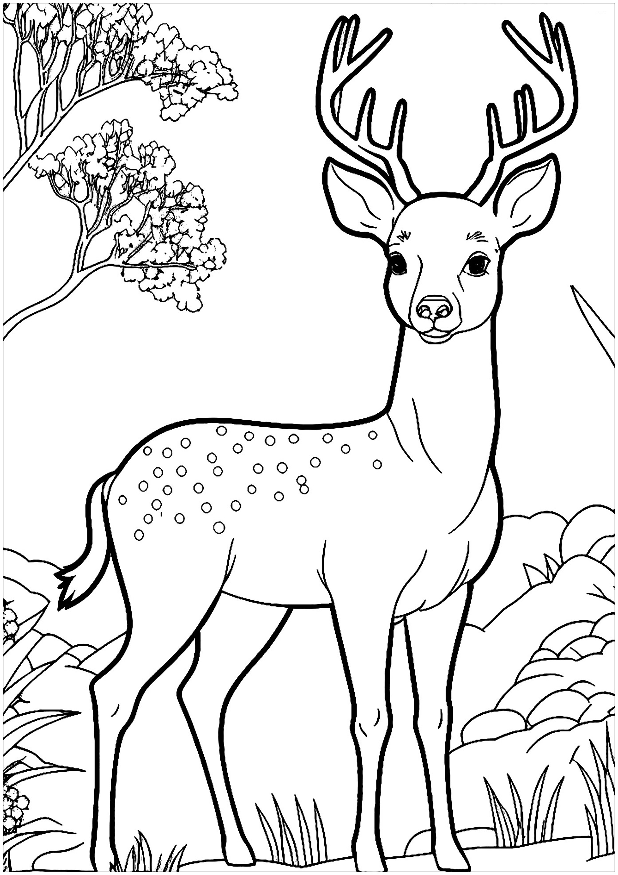 Joli Cerf à colorier, très simple