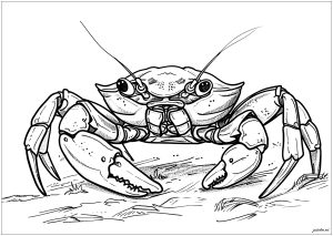 Crabe très réaliste