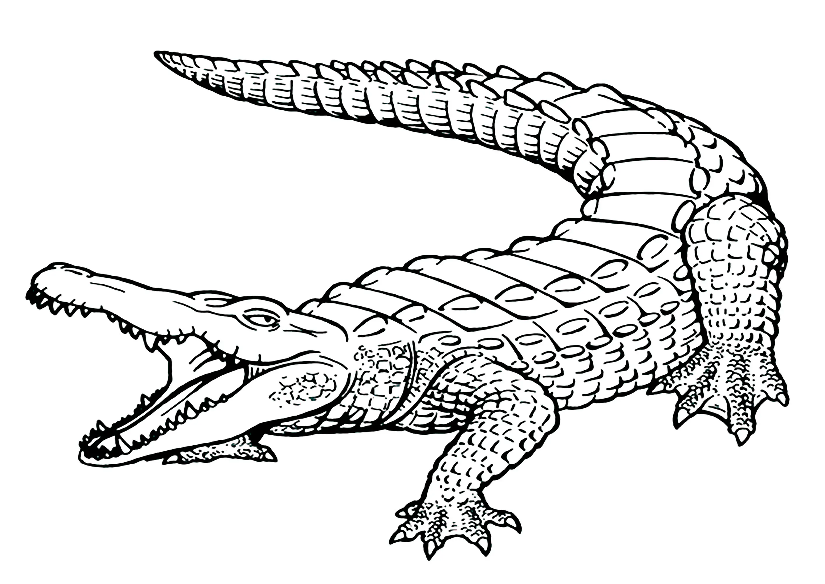 Crocodile réaliste (Coloriage à imprimer pour enfants)