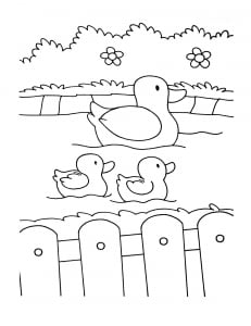 Trois canards (Coloriage de Ferme)