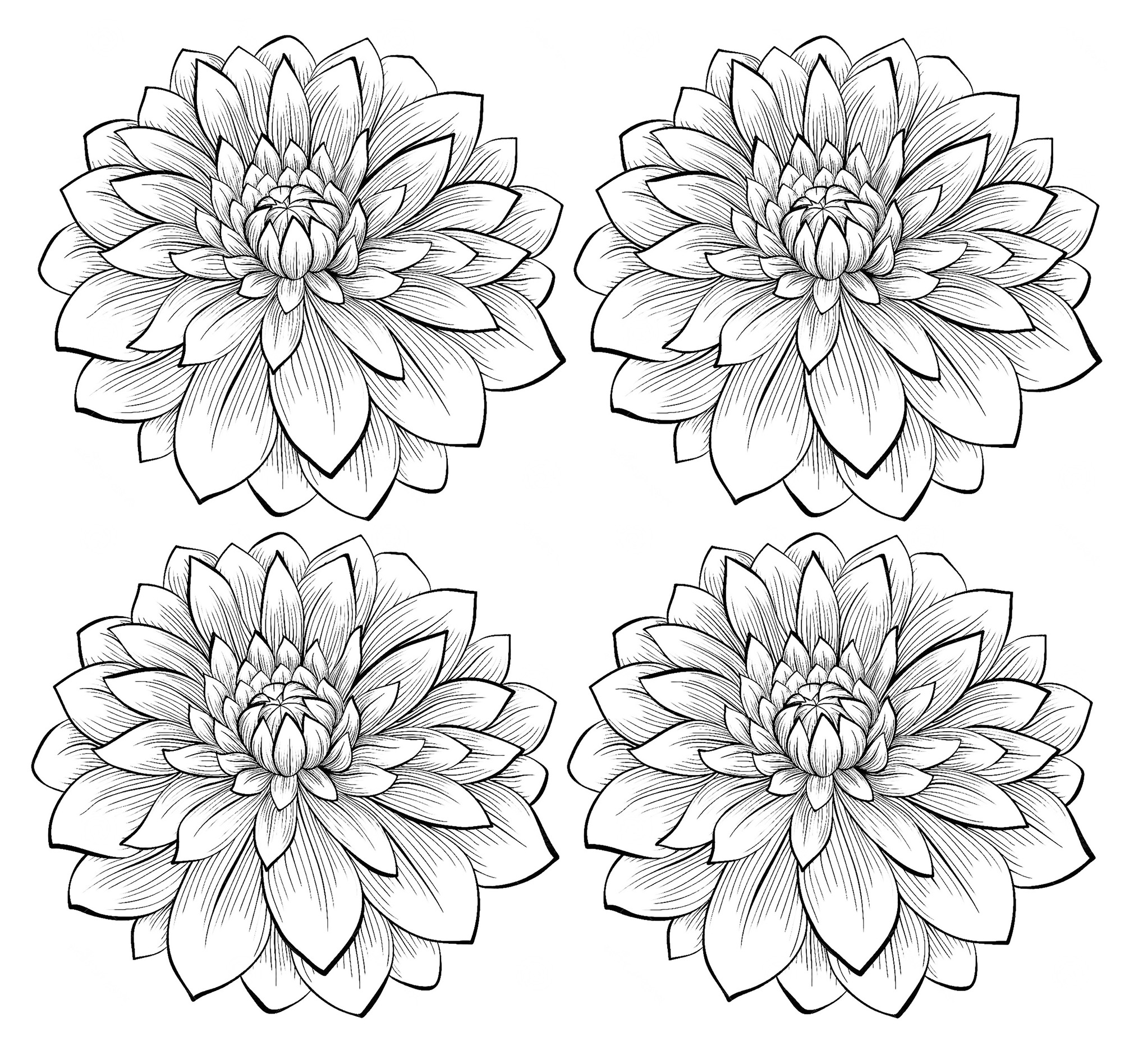 Quatre dahlias (Coloriage de Fleurs à imprimer pour enfants)