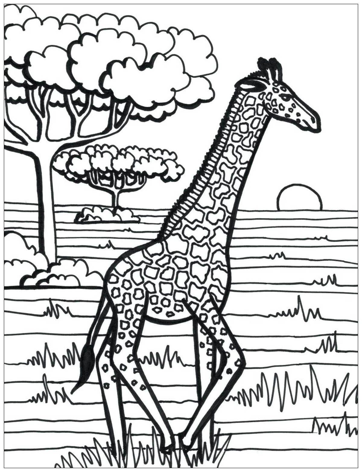 Au beau milieu de la savane, cette girafe court !