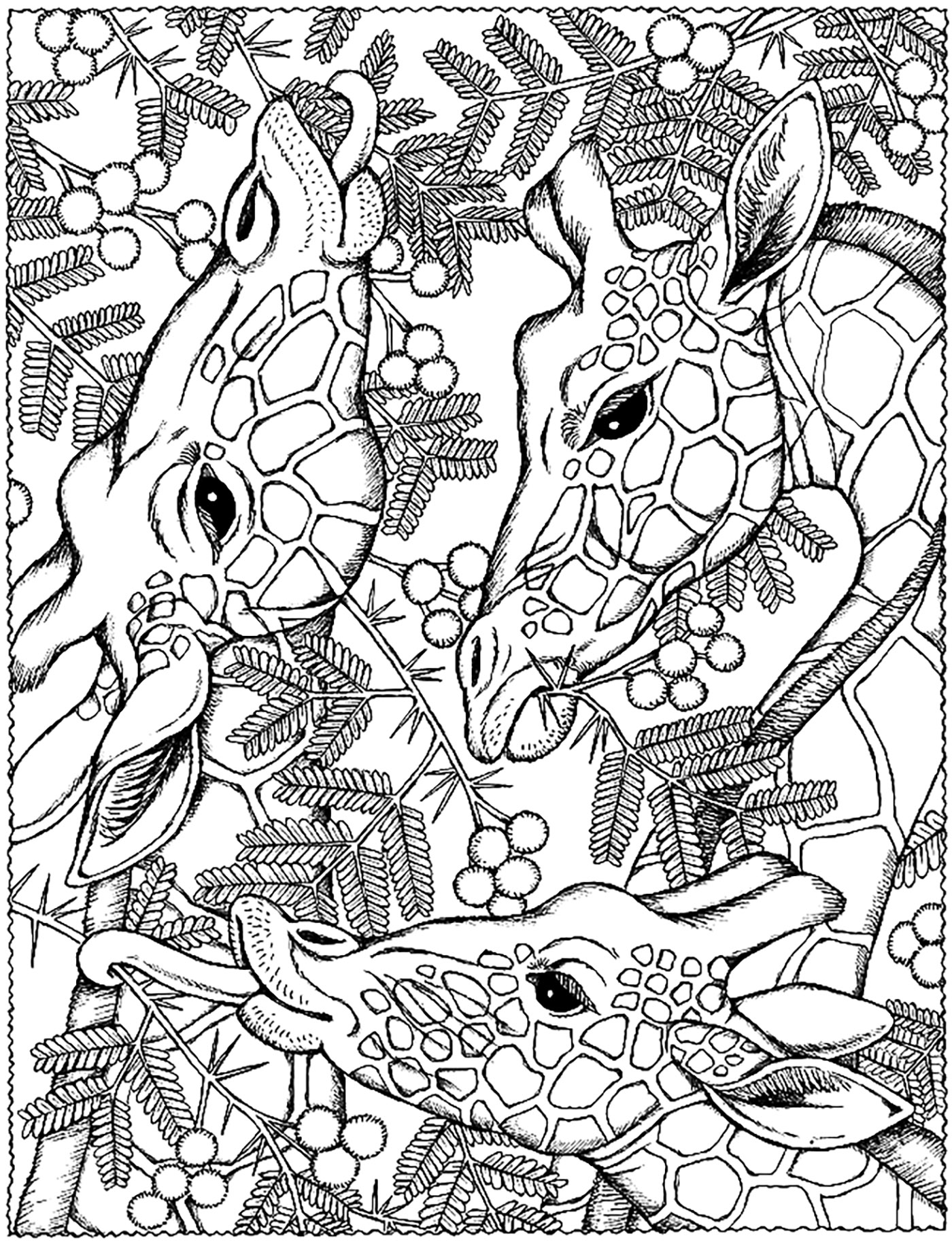 Coloriage de : Trois tetes girafes Coloriage de à imprimer pour enfants : Trois tetes girafes