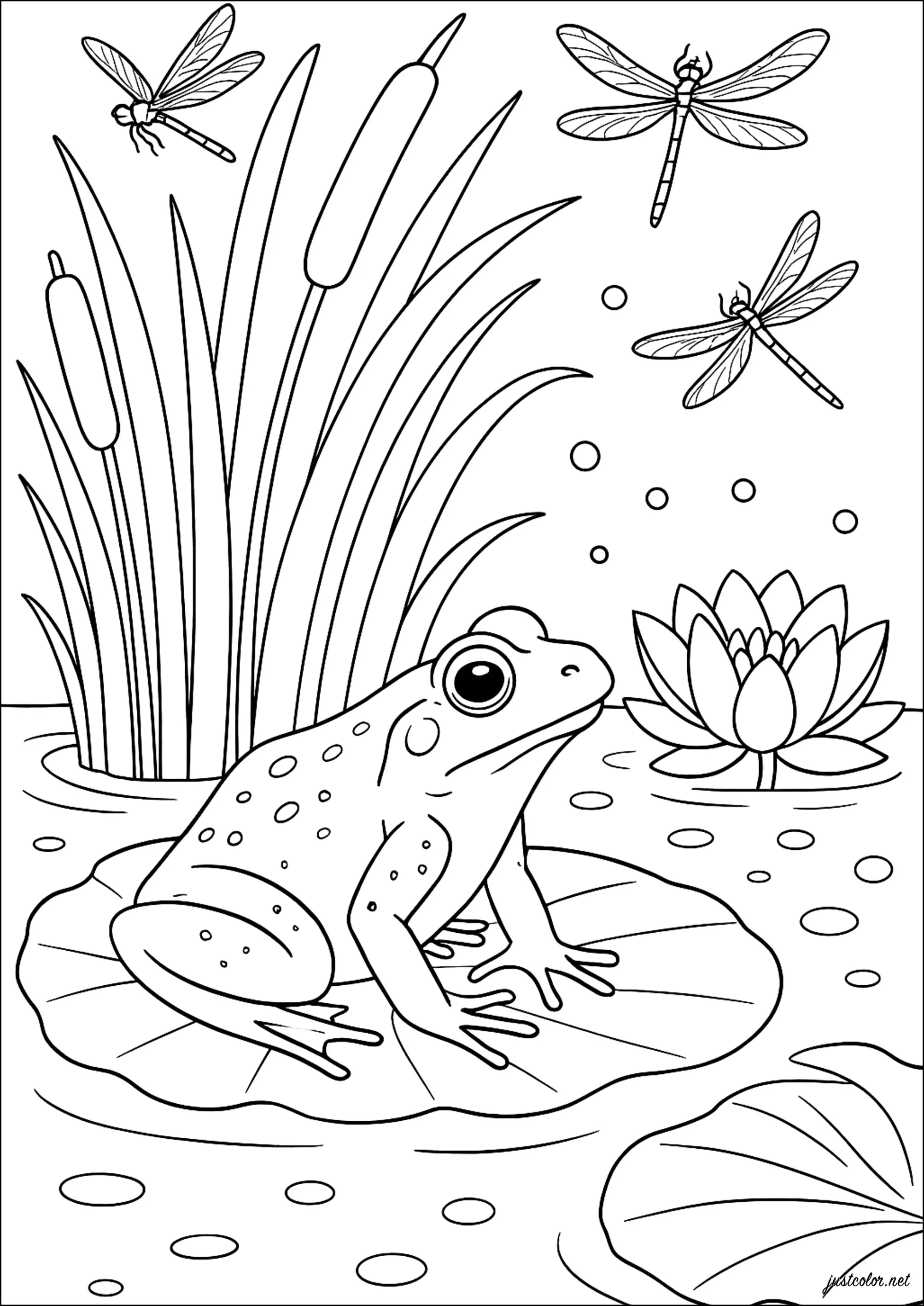 Grenouille au bord de l'étang (Coloriage à imprimer pour enfants)