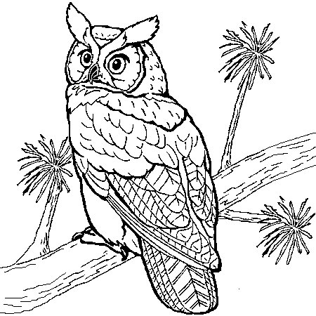 Coloriage de hiboux à imprimer