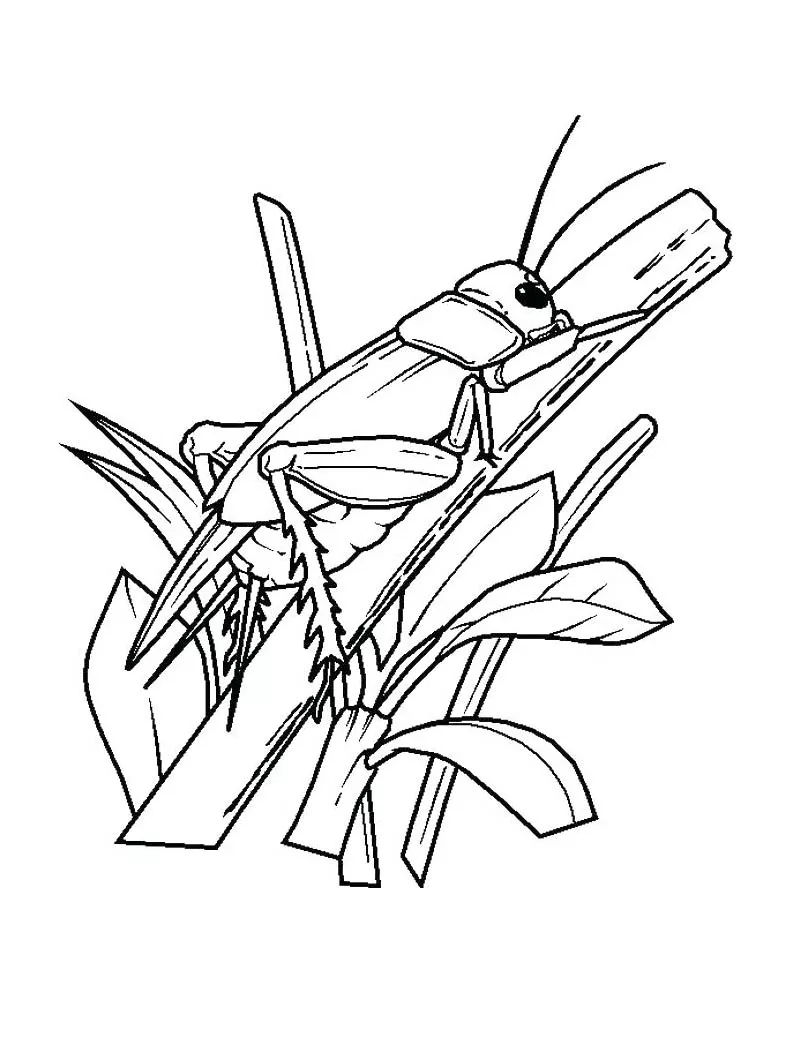 Criquet (Coloriage d'Insectes (Fourmis, Araignées, Abeilles …) à imprimer pour enfants)