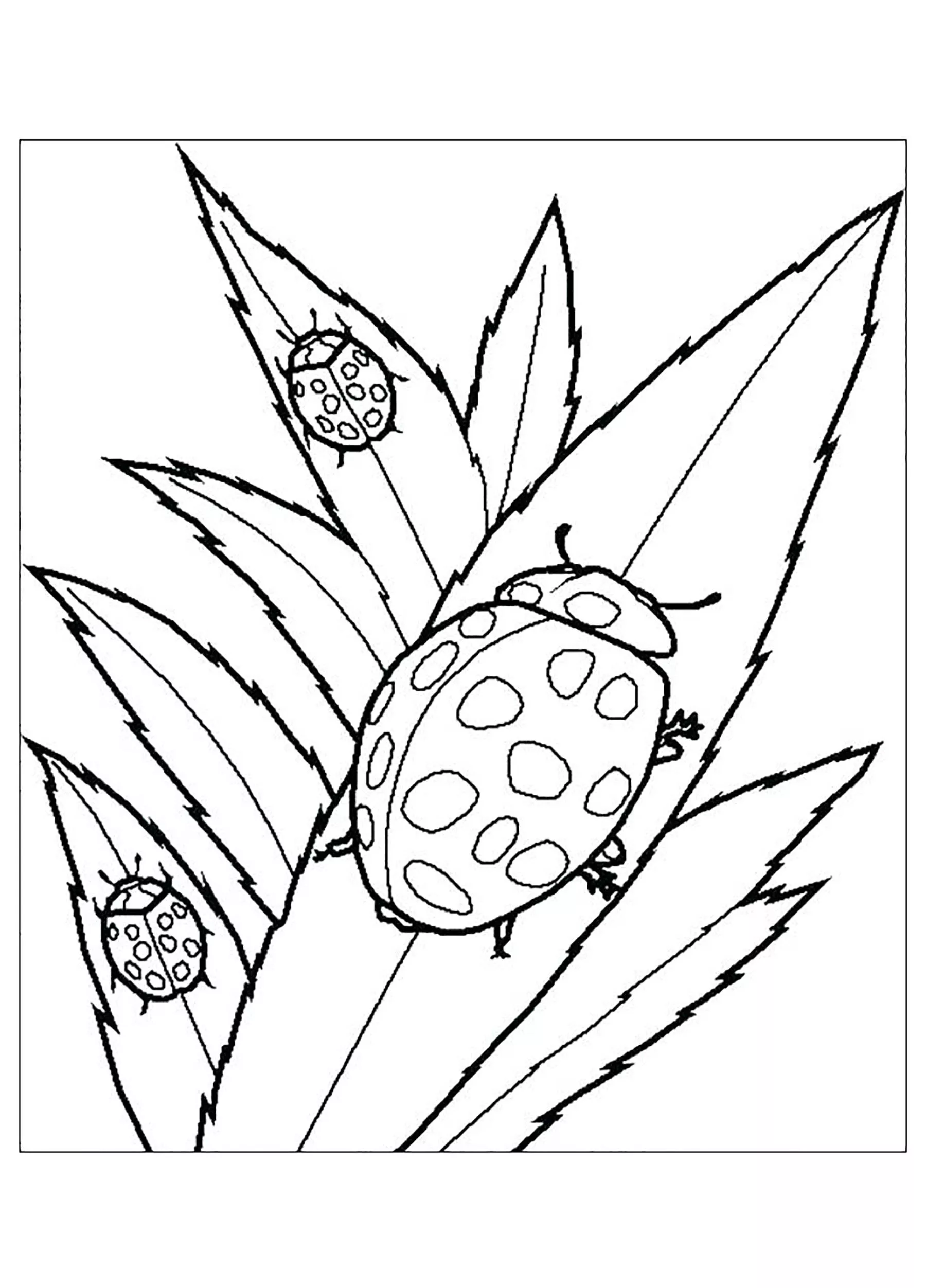 Coccinelles (Coloriage d'Insectes (Fourmis, Araignées, Abeilles …) à imprimer pour enfants)