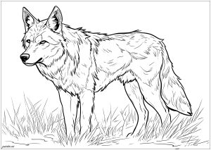 Grand loup réaliste mais facile à colorier