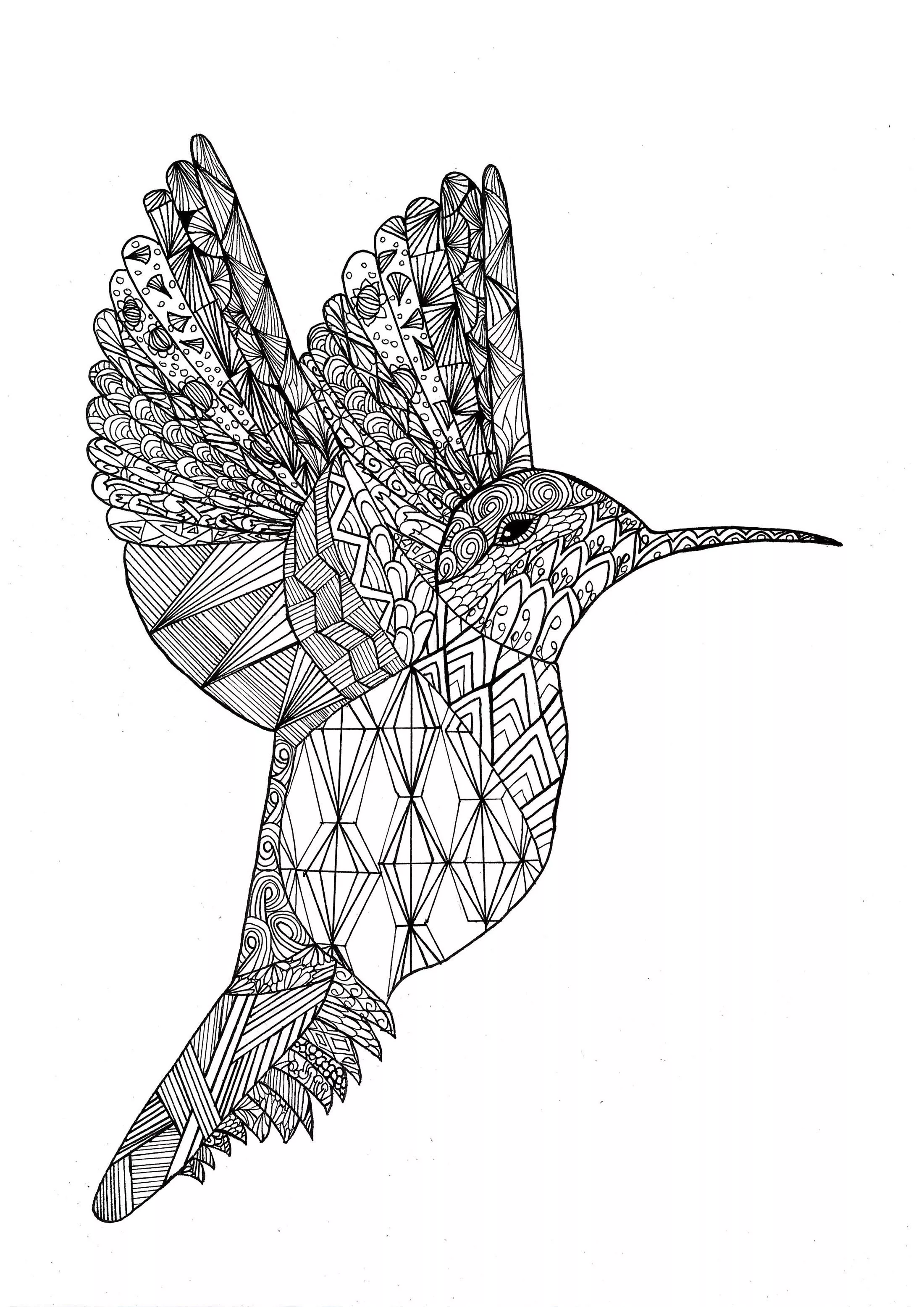 Joli colibri (Coloriage d'Oiseaux à imprimer pour enfants)