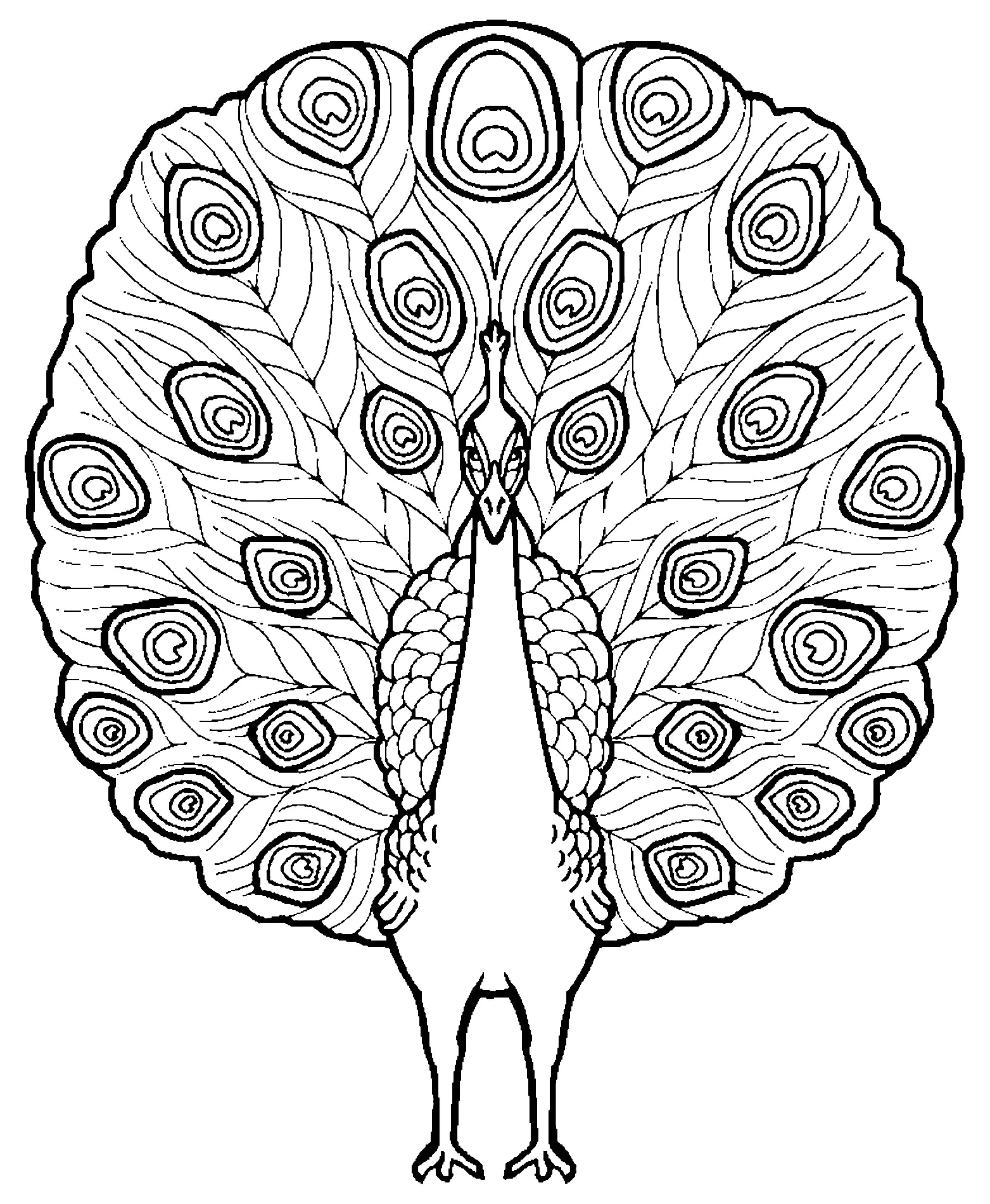 Dessin de paon gratuit à imprimer et colorier