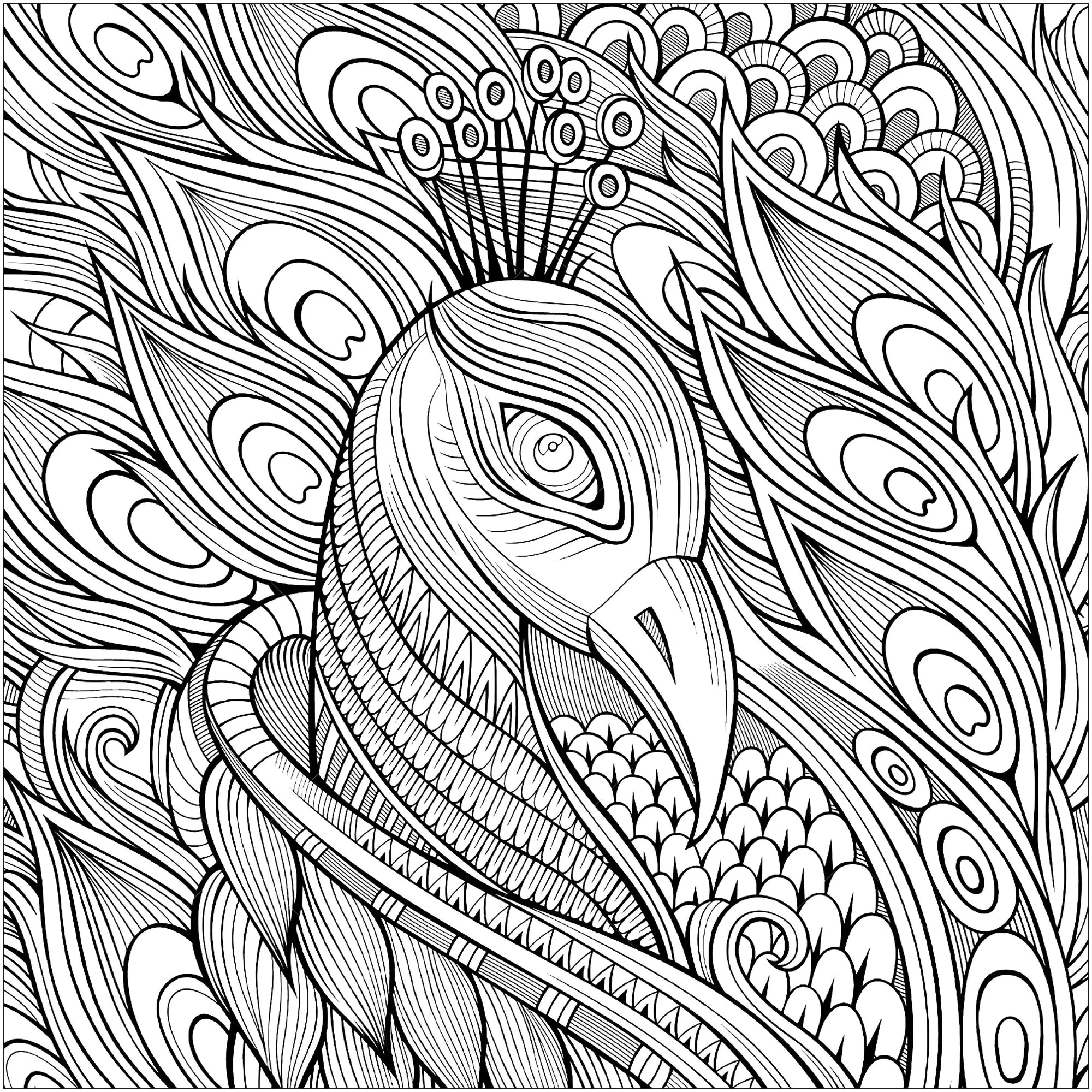 Magnifique tête de paon (Coloriage à imprimer pour enfants)