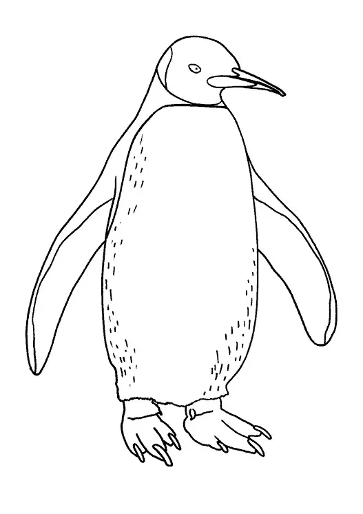 Dessin réaliste d'un pingouin (Coloriage de Pingouins, Manchots et Phoques à imprimer pour enfants)