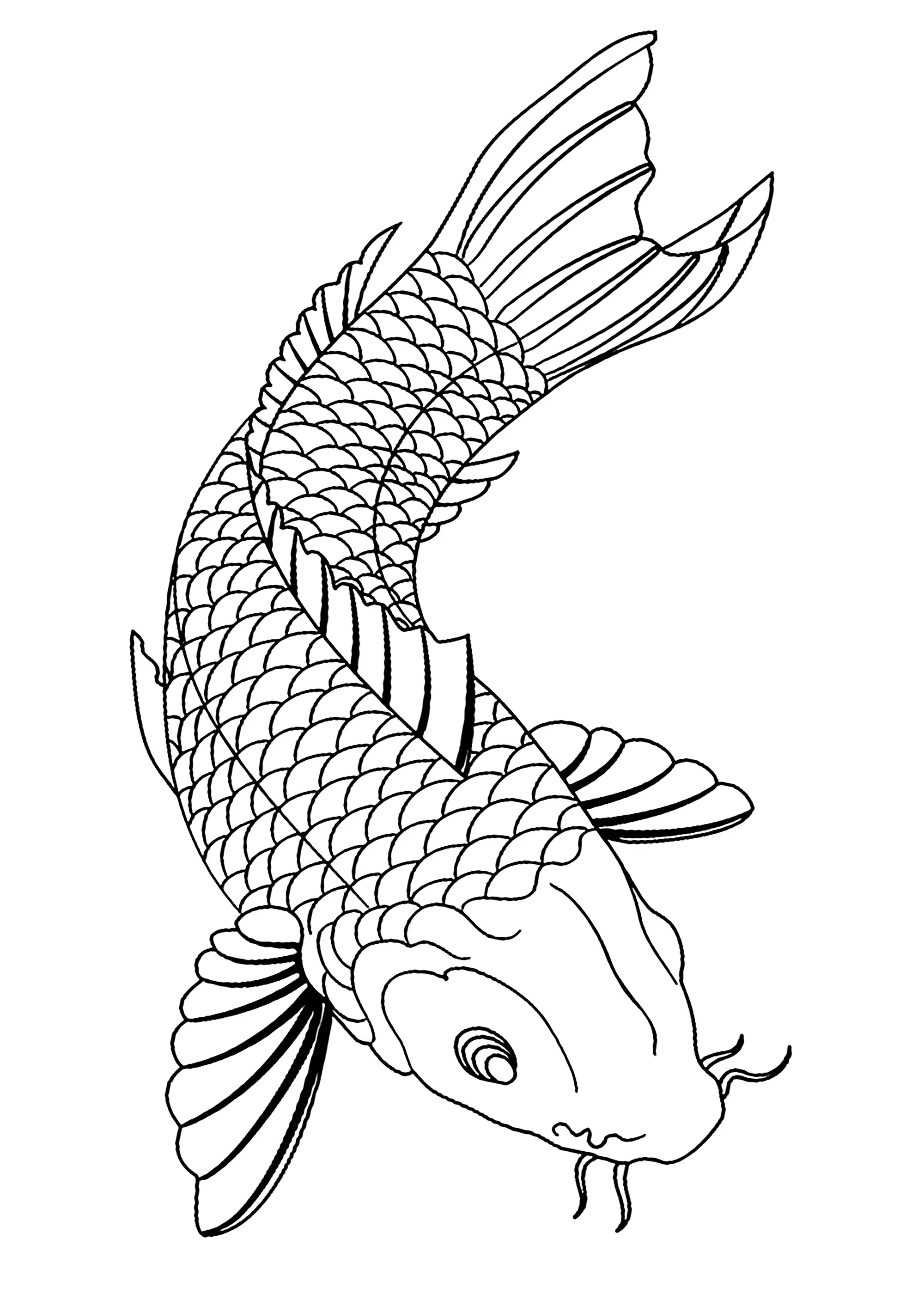 Jolie carpe Koï (Coloriage de Poissons à imprimer pour enfants)