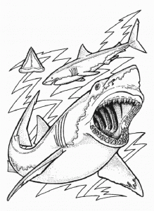 Coloriage de requin à télécharger