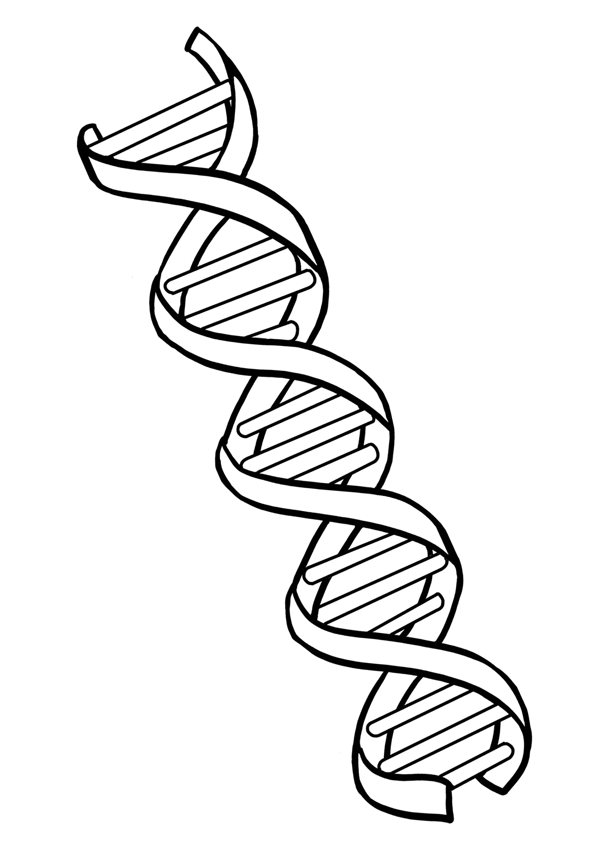 La Molécule d'ADN (Coloriage de Science à imprimer pour enfants)