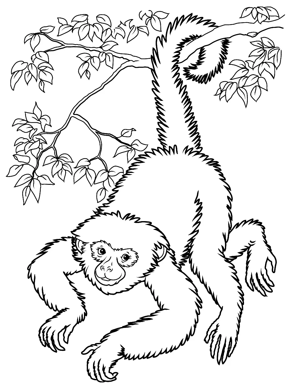 Image de singe à télécharger et colorier