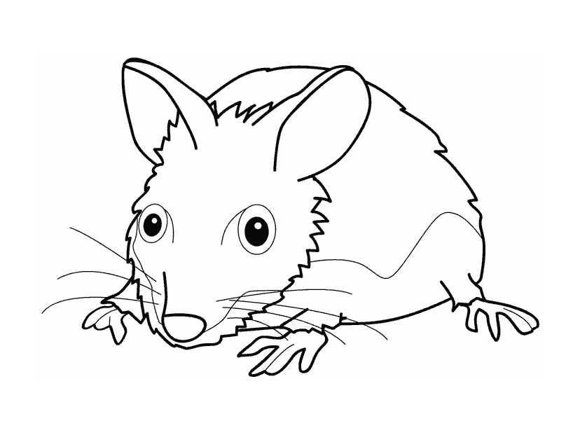 Coloriage réaliste d'une souris