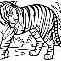 Coloriages de Tigres à imprimer pour enfants