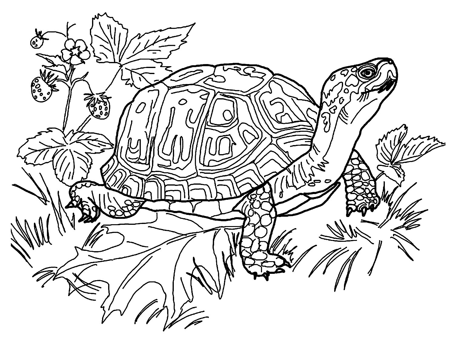 Préparez vos crayons et feutres pour colorier ce coloriage de tortue