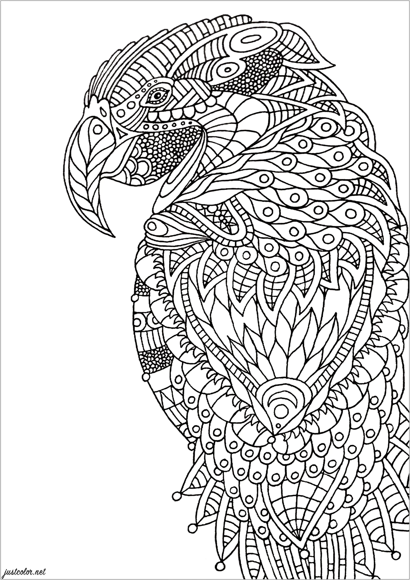 Zentangle Loro (Página de Aves para imprimir para adultos)