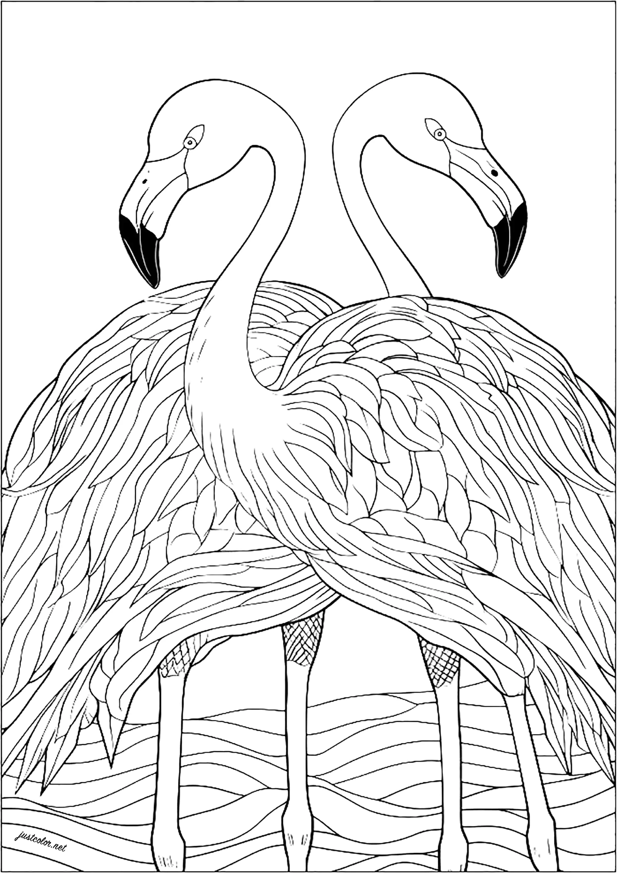 Dos flamencos simétricos (Página de Aves para imprimir para adultos)