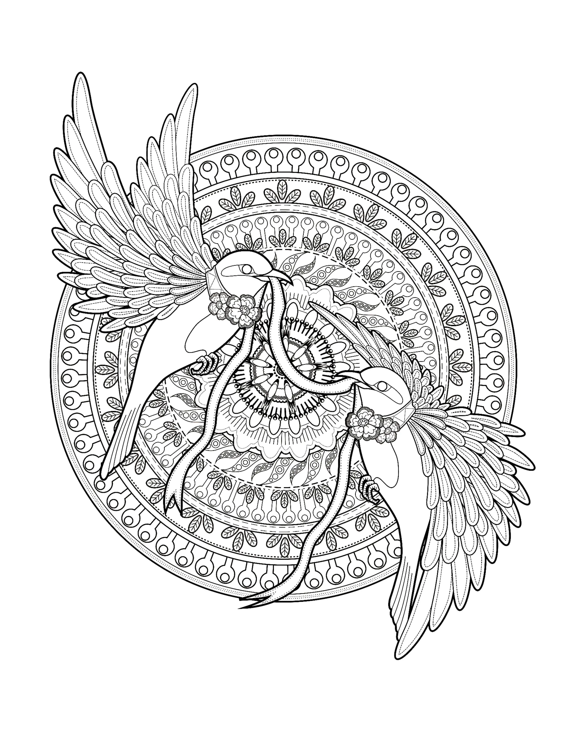 Aves-24660 (Página para imprimir para adultos)