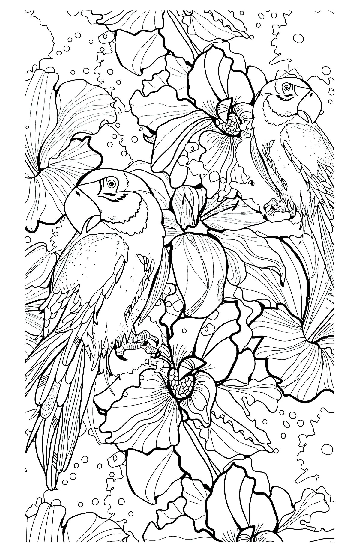 Aves-81935 (Página para imprimir para adultos)