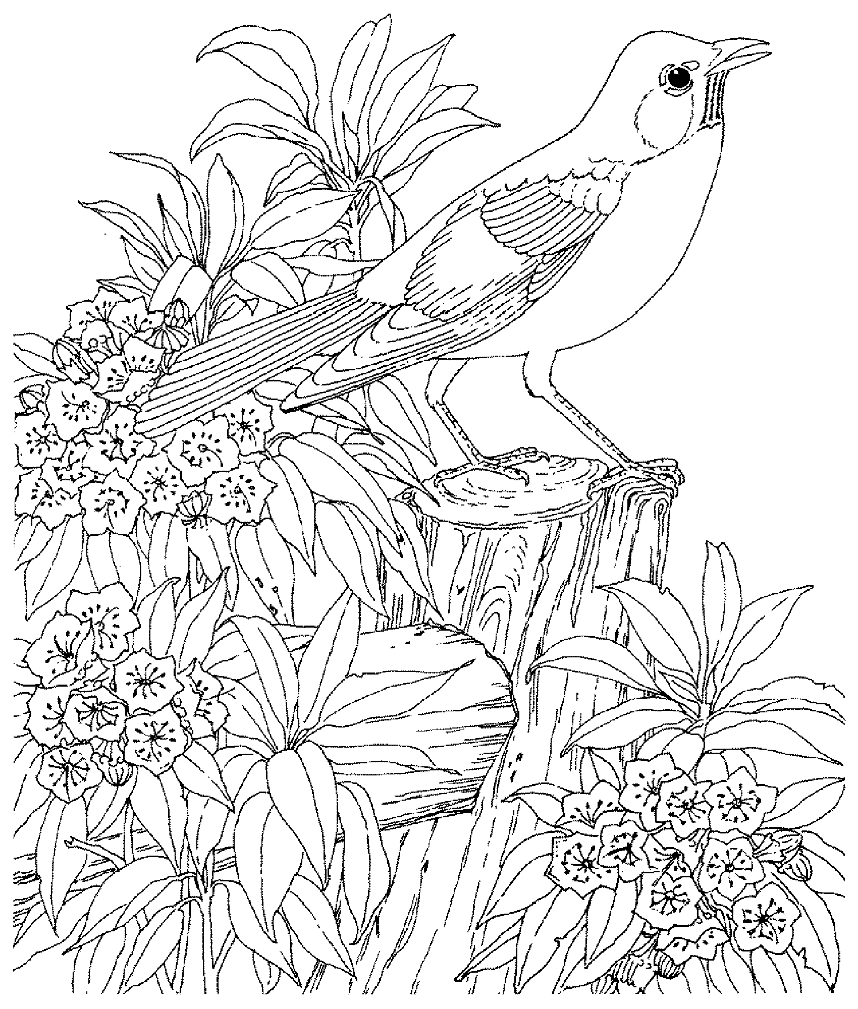 Colorear para adultos aves - 83338 (Página para imprimir para adultos)