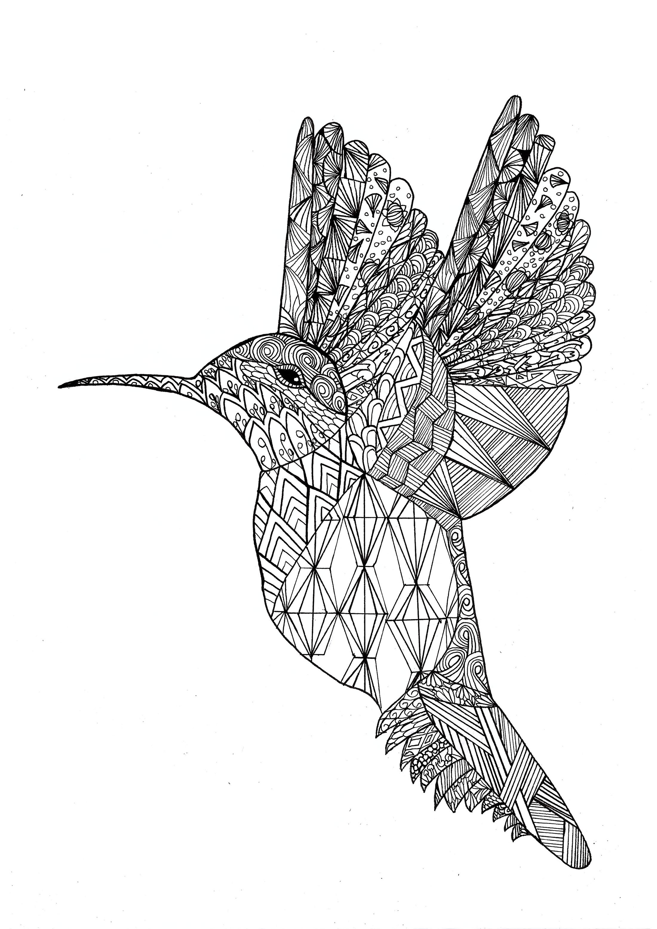 Simpático colibrí con dibujos para colorear