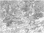 Aves