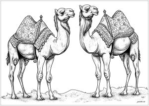 Dos camellos realistas en el desierto
