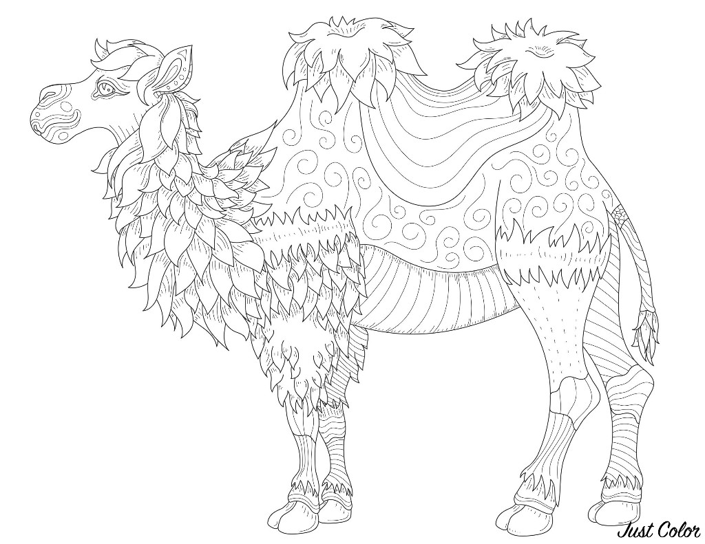 Colorear para Adultos : Camellos & dromedarios - 1