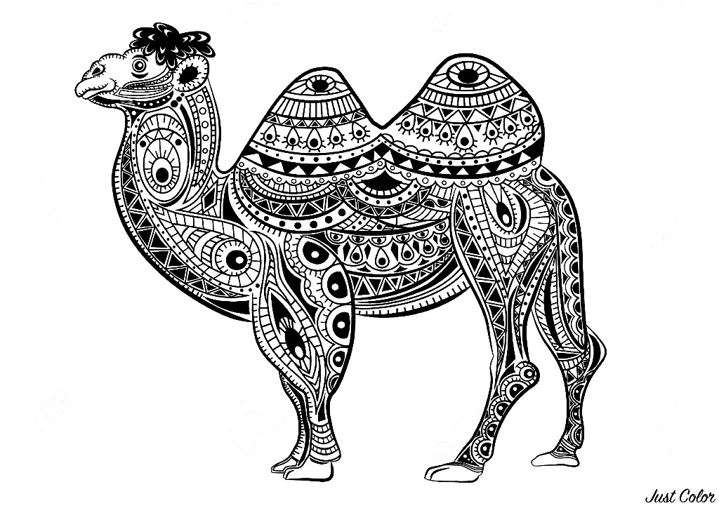 Colorear para Adultos : Camellos & dromedarios - 3
